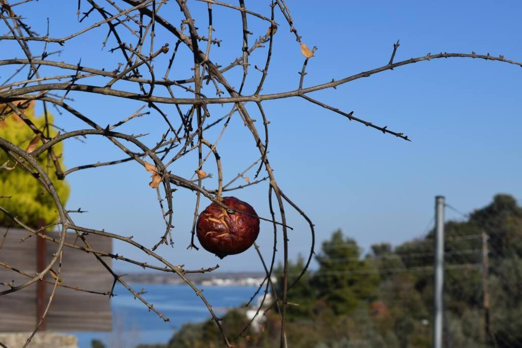 Ολόκληρος Όροφος Αγροτική Οικία Διαμέρισμα Néos Pírgos Εξωτερικό φωτογραφία