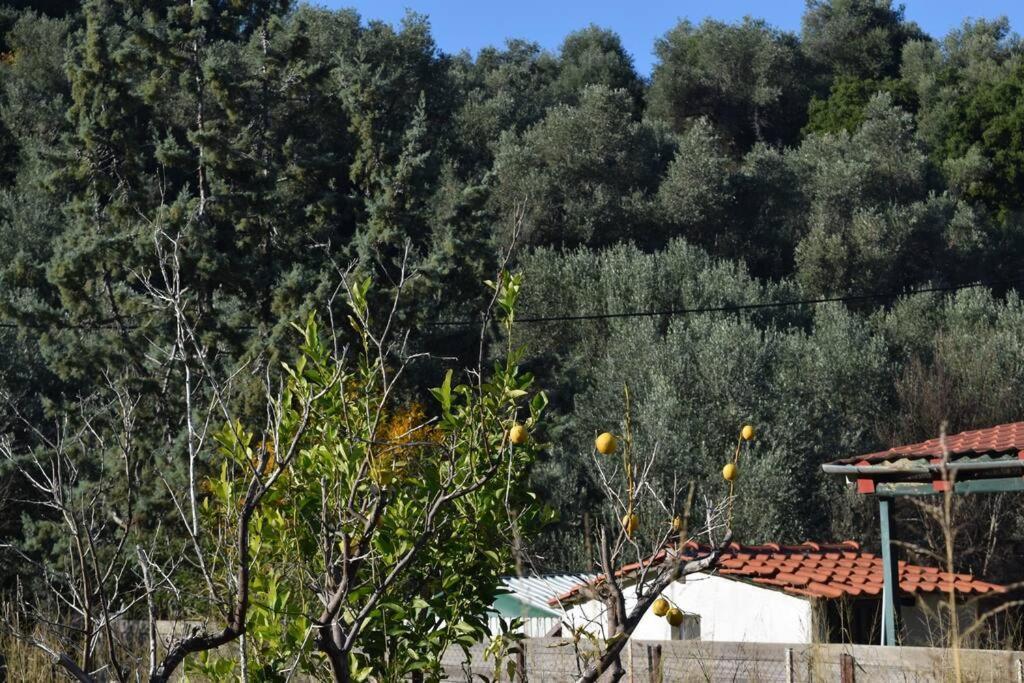 Ολόκληρος Όροφος Αγροτική Οικία Διαμέρισμα Néos Pírgos Εξωτερικό φωτογραφία